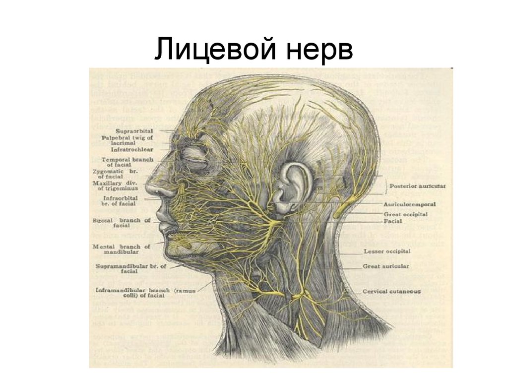 Нервы лица схема