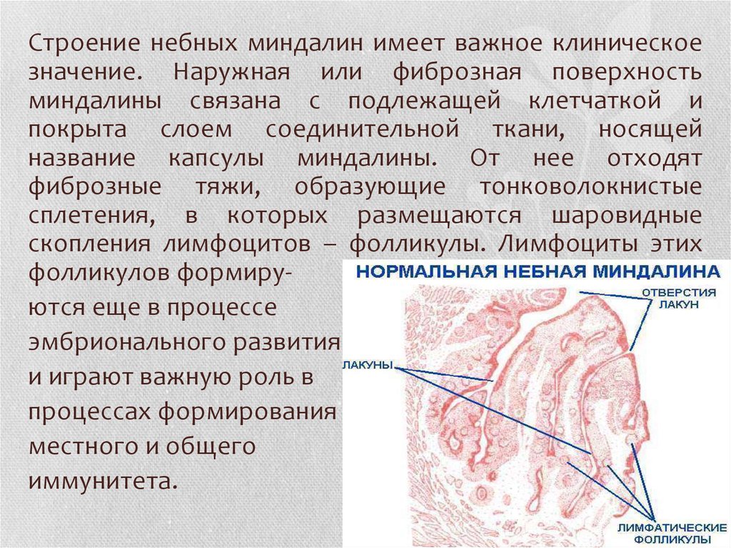 Строение миндалин человека схема с описанием