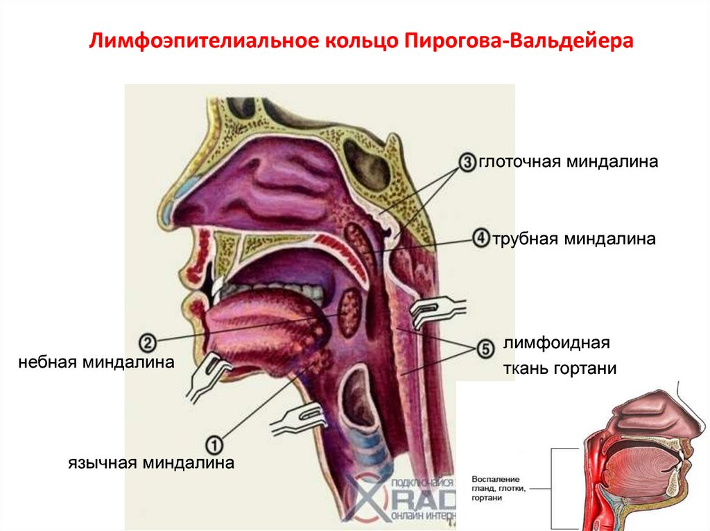 Строение гланды схема миндалины