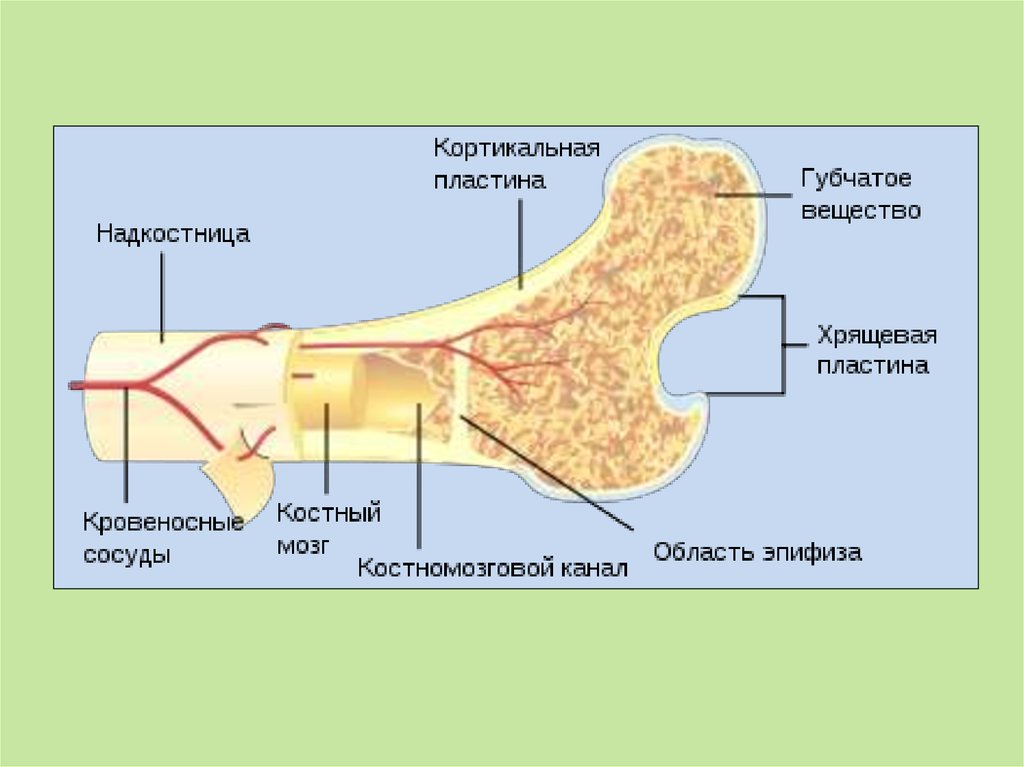 Надкостница это. Кортикальная пластинка кости. Кортикальный слой. Кость кортикальный слой. Строение кости кортикальный слой.