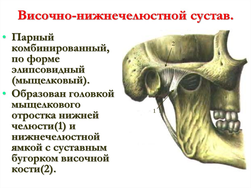 Соединение нижнечелюстной и височных костей. Височный Нижний челюстной сустав. Соединение костей череп швы нижнечелюстной сустав. Височно челюстной сустав анатомия. Височно-нижнечелюстной сустав строение.