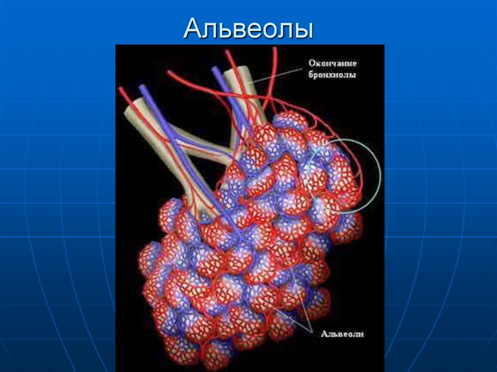 Альвеолы это. Альвеолы. Капилляры альвеол. Клетки альвеол легких.