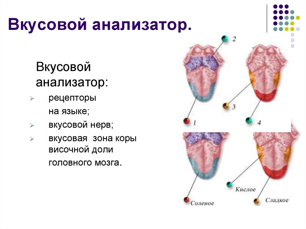 Вкусовые рецепторы на языке схема