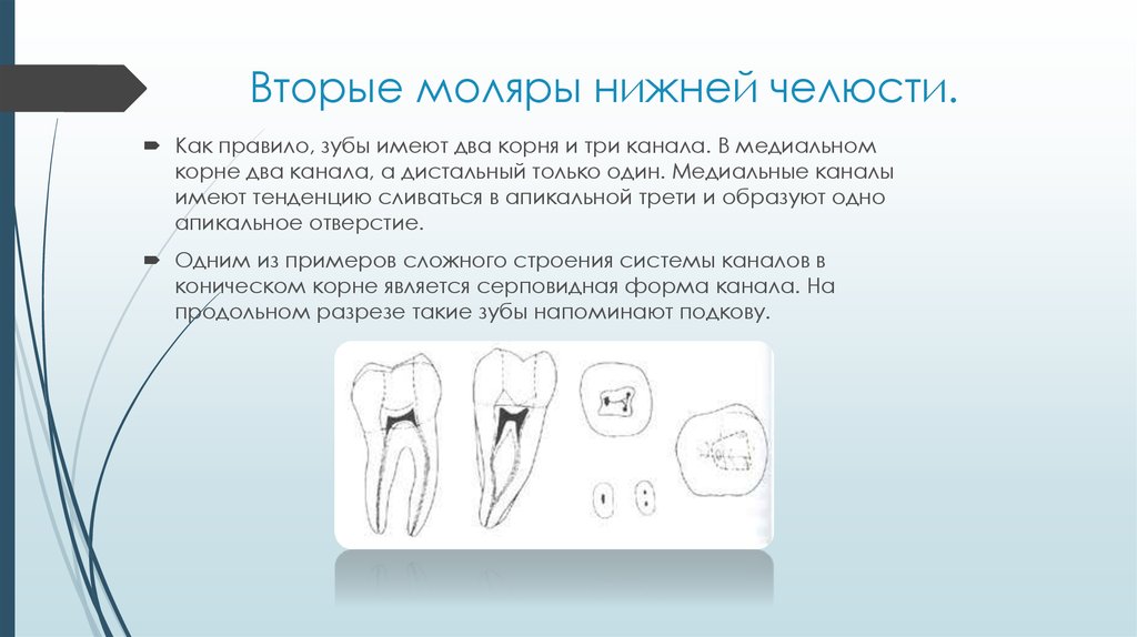 2 возрастные особенности изображения зубов и челюстей в норме на рентгенограммах