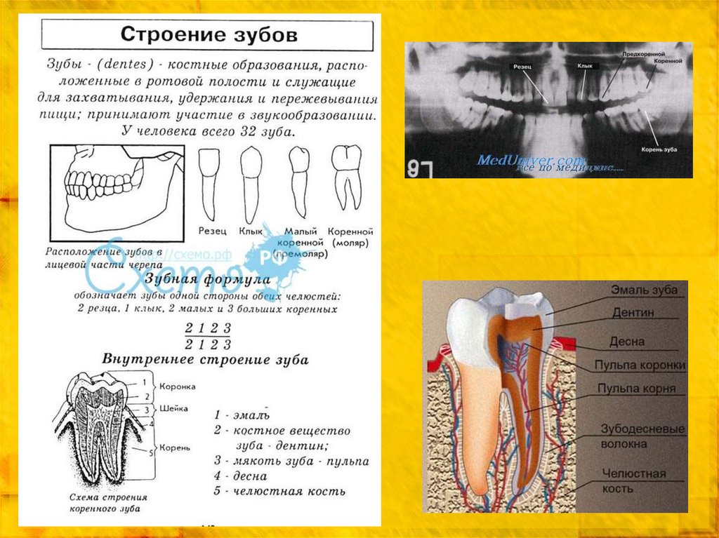 Строение зуба и языка