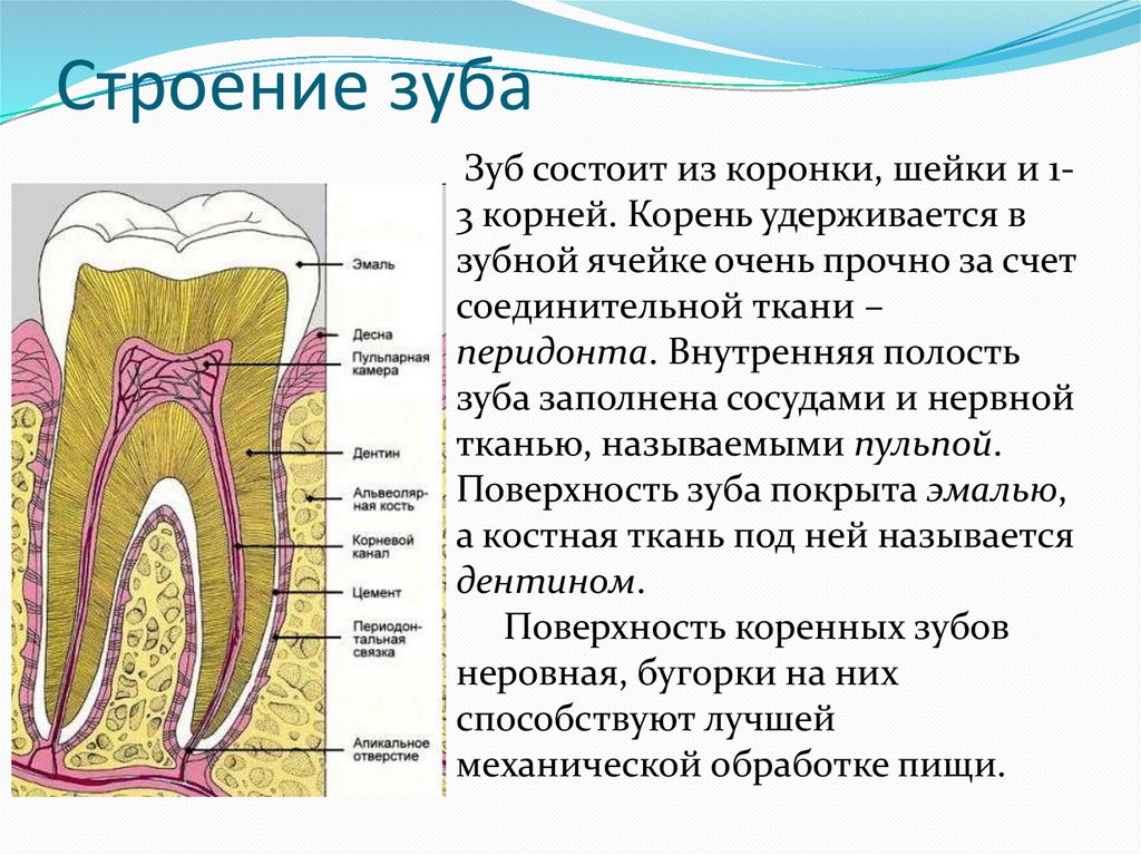 Картинка из чего состоит зуб