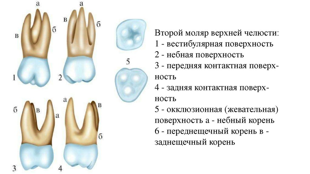 Коренные зубы у детей симптомы