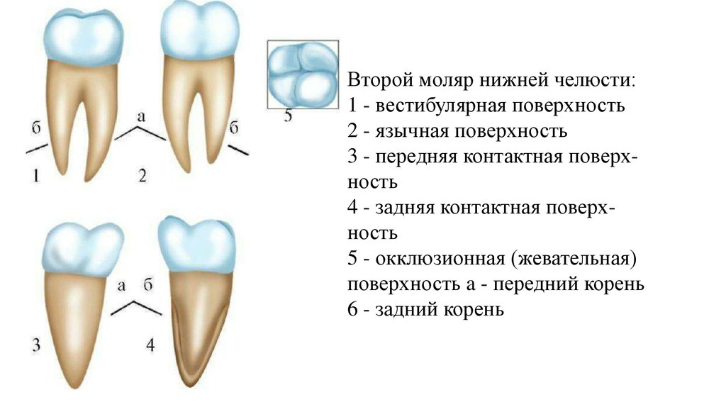 Отсутствуют коренные зубы у детей