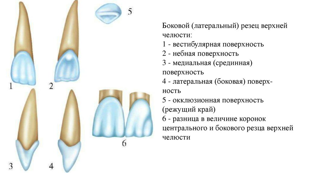 Зуб боковой резец. Центральный резец верхней челюсти анатомия.