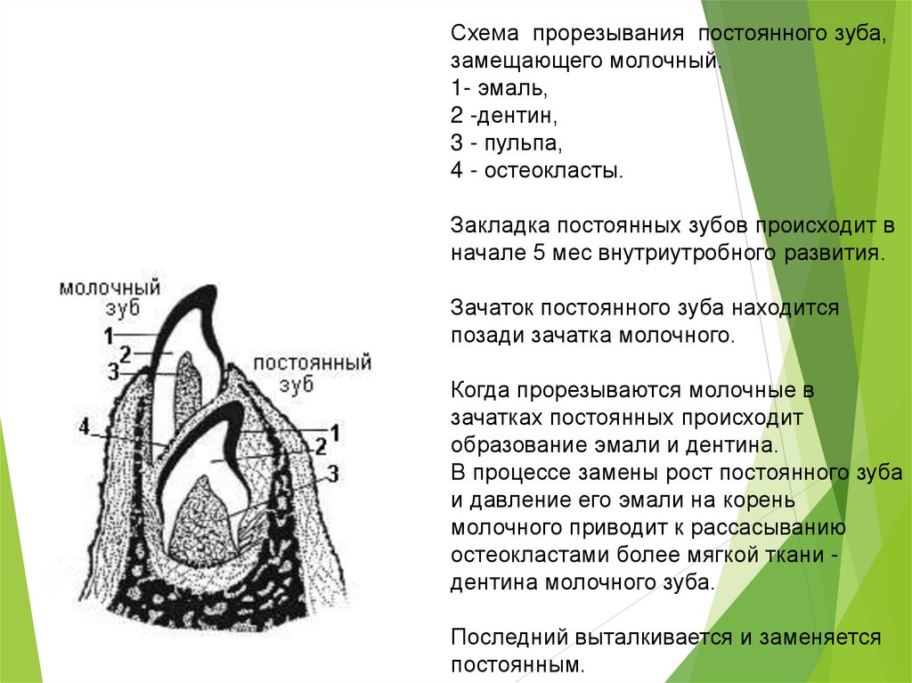 Молочные постоянные. Строение зуба молочных зубов. Строение постоянного зуба.