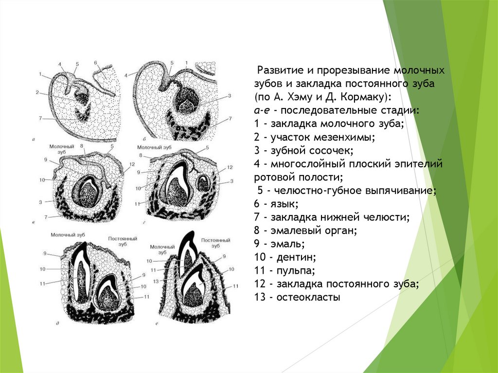 Развитие молочных. Этапы прорезывания зубов анатомия. Прорезывание постоянных зубов схема гистология. Развитие и прорезывание молочных зубов и закладка постоянных. Последовательность этапов развития зуба.