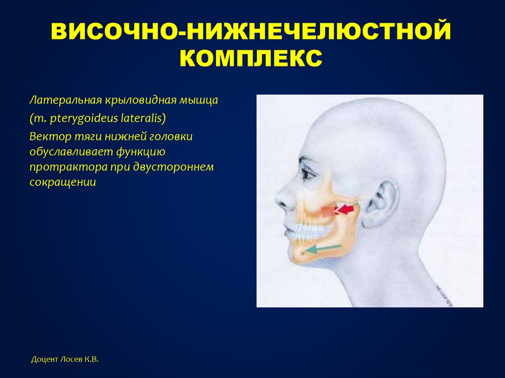 Дисфункции суставов. Дисфункция нижнечелюстного сустава. Височно-нижнечелюстной сустав.