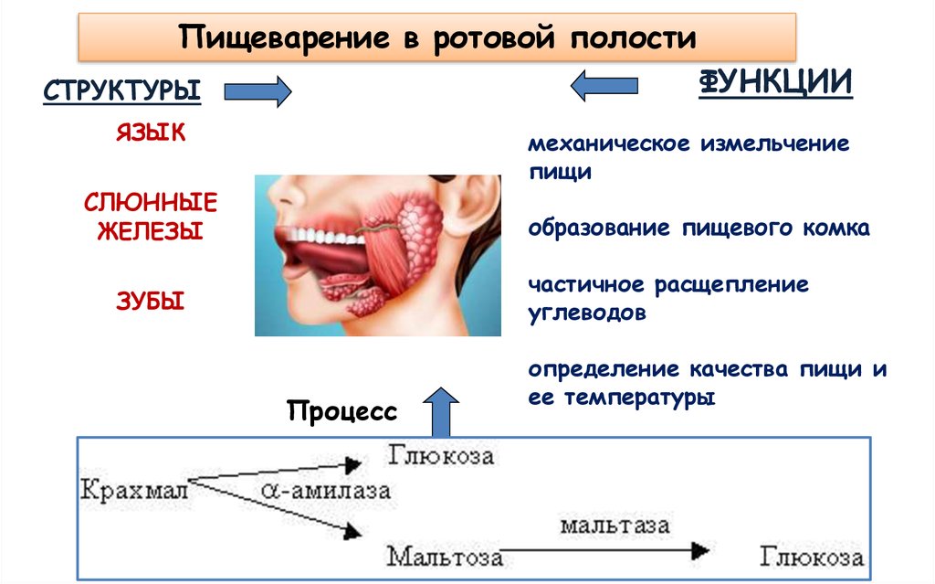 Пища ротовая полость дополните схему