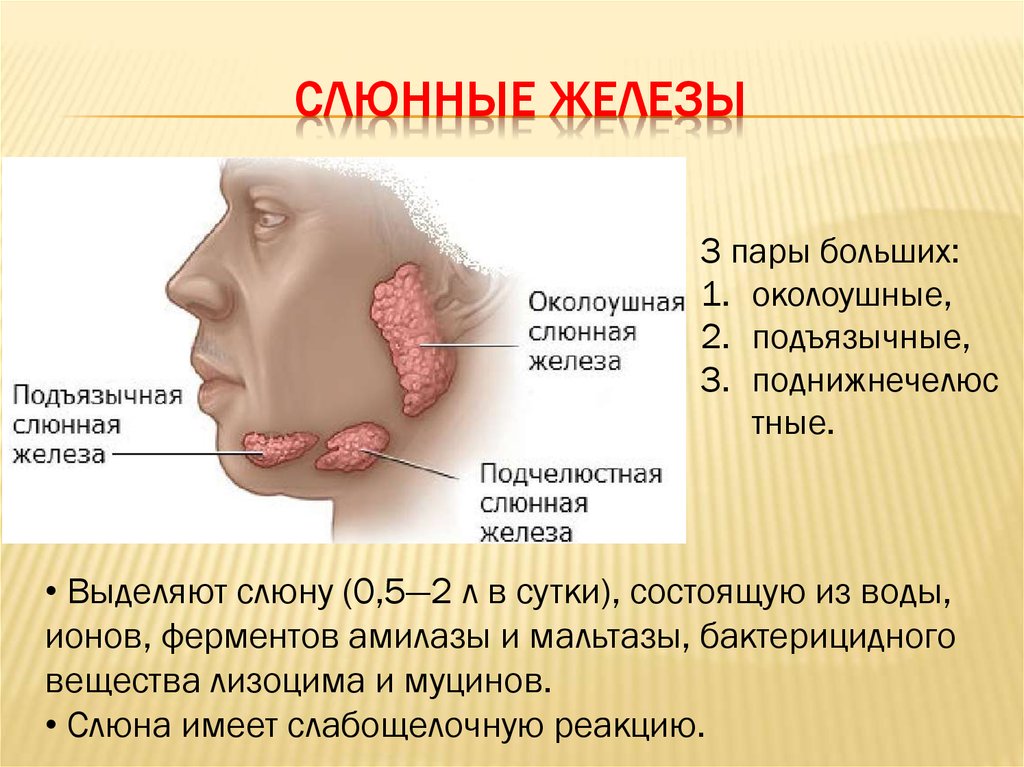 Презентация железы слюнные железы