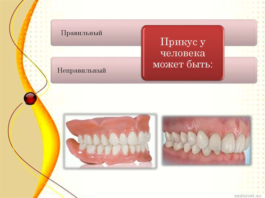 Правильный прикус у человека схема сбоку