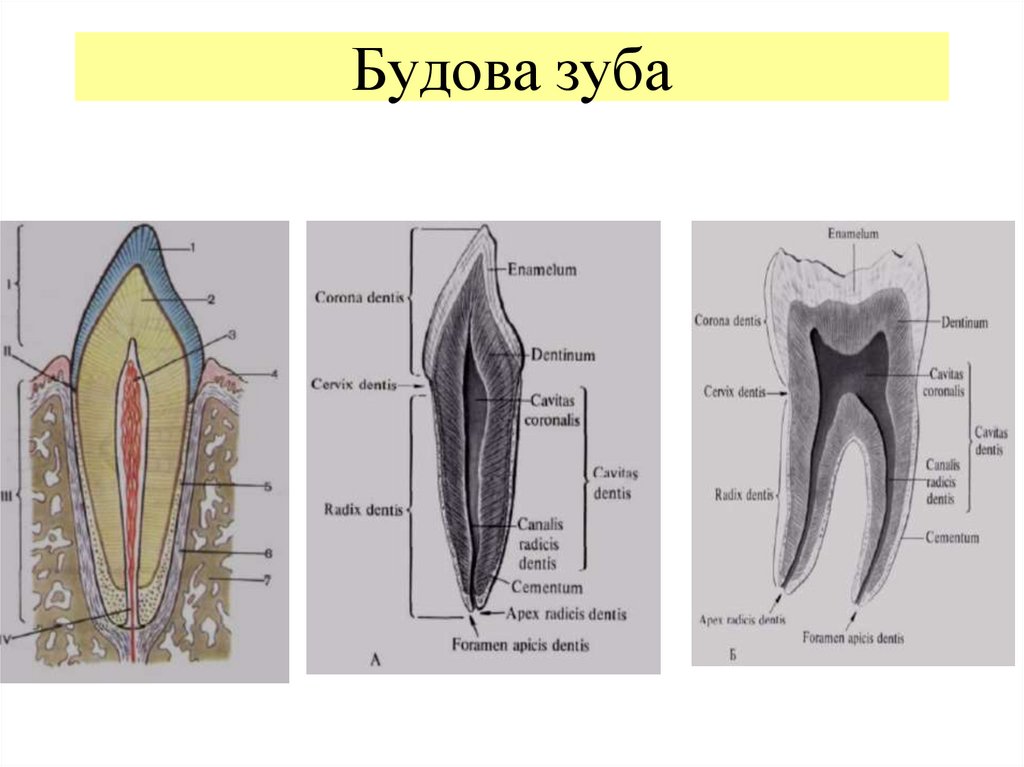 Схема строение зуба человека схема фото