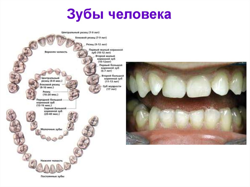 Названия зубов человека. Зубы человека. Название зубов. Название зубов у человека. Название человеческих зубов.