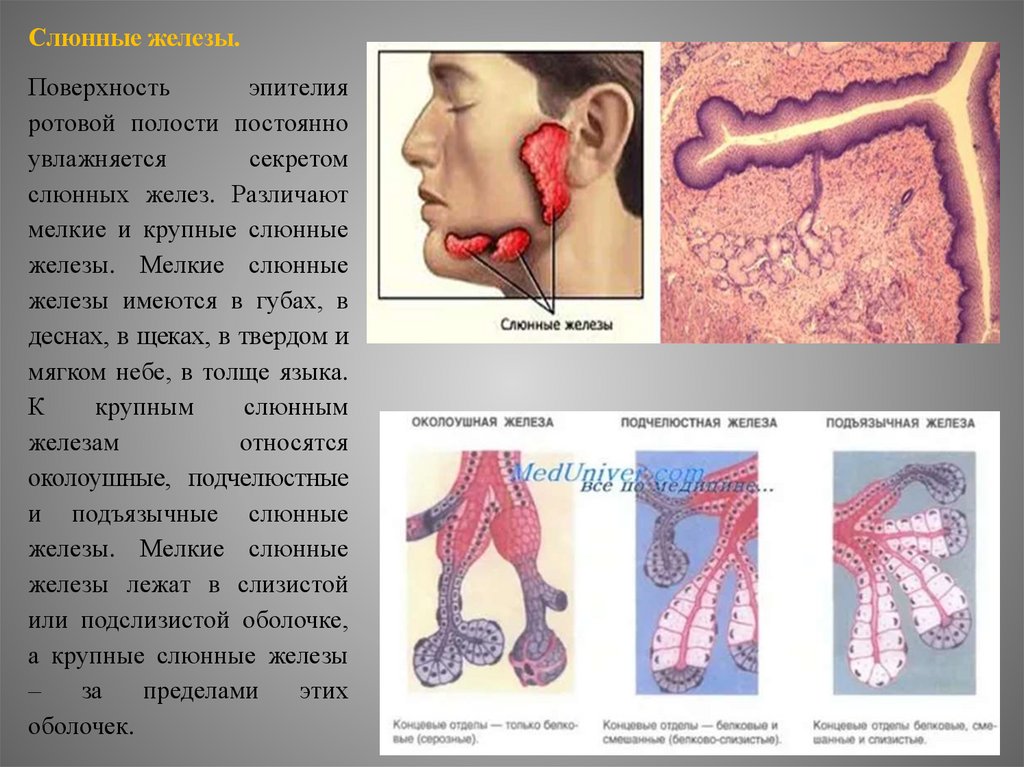 Слюнные железы какая железа