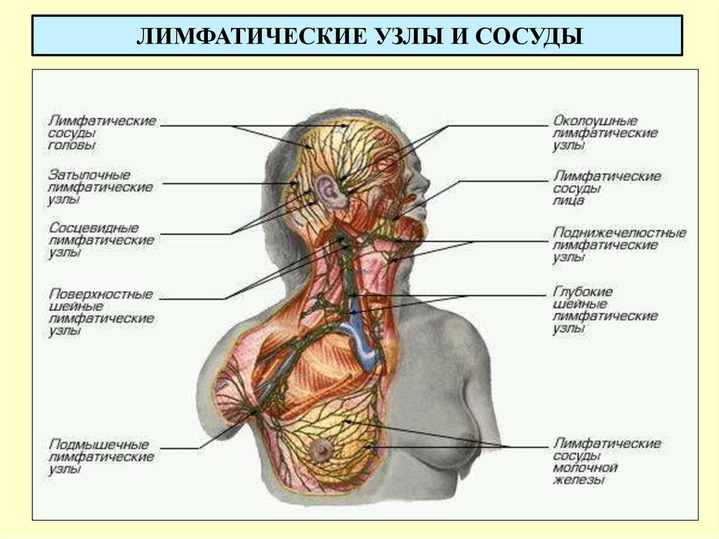 На шее лимфоузлы где расположены у человека. Лимфатическая система человека анатомия шеи. Анатомия лимфатической системы головы. Схема лимфатической системы головы. Лимфатические сосуды головы.