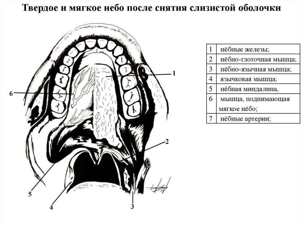 Небные и язычные миндалины. Строение миндалин схема.