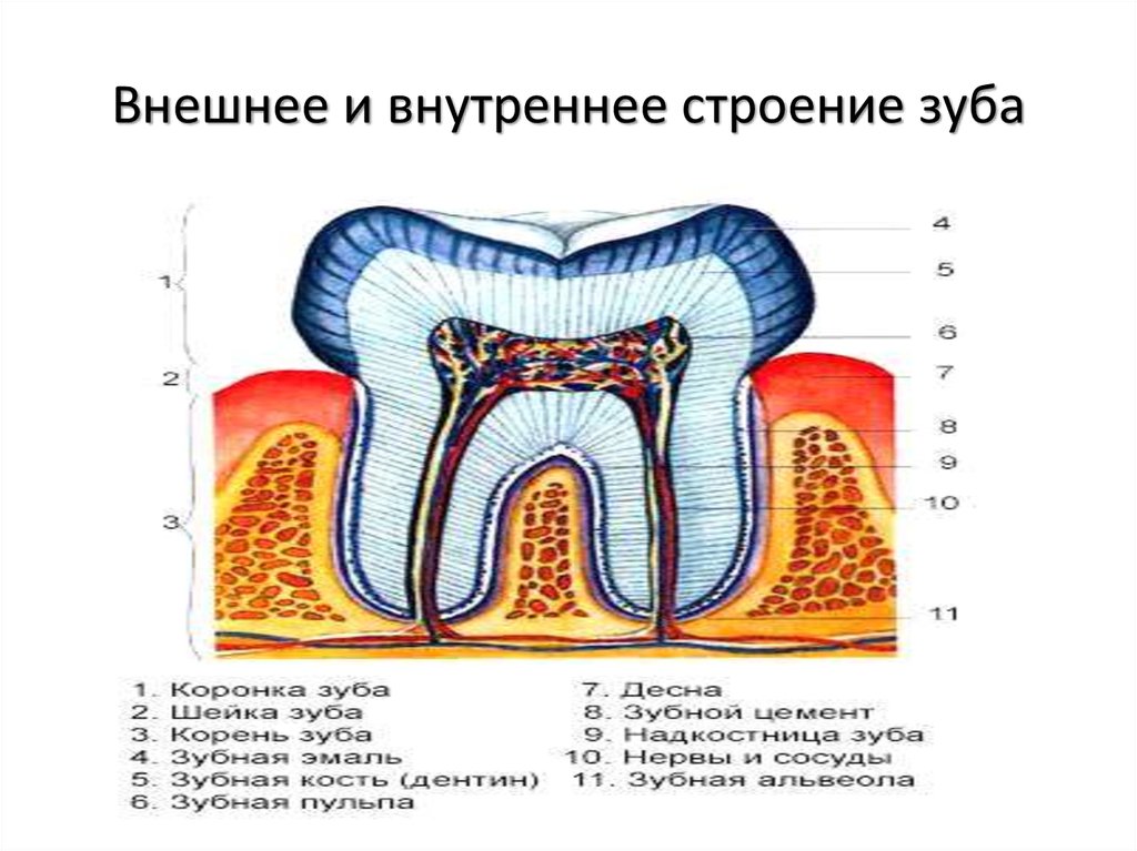 Внешнее и внутреннее строение. Внешнее строение зуба анатомия. Внешнее и внутреннее строение зуба. Внешнее и внутреннее строение зубов анатомия. Каково внешнее и внутреннее строение зуба 8 класс.