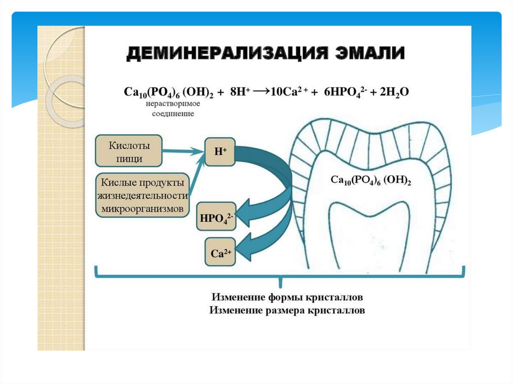 Обмен веществ зуба