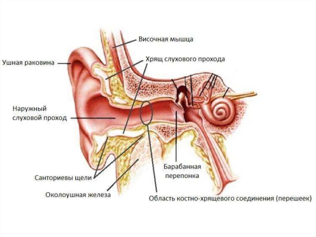 Внешняя ушная раковина. Строение уха наружный слуховой проход. Ушная раковина наружный слуховой проход барабанная перепонка. Анатомия наружного слухового прохода. Строение наружного уха хрящ.