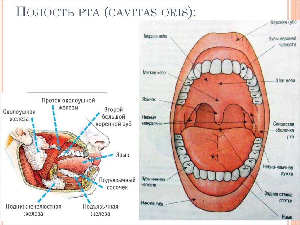 Строение ротового