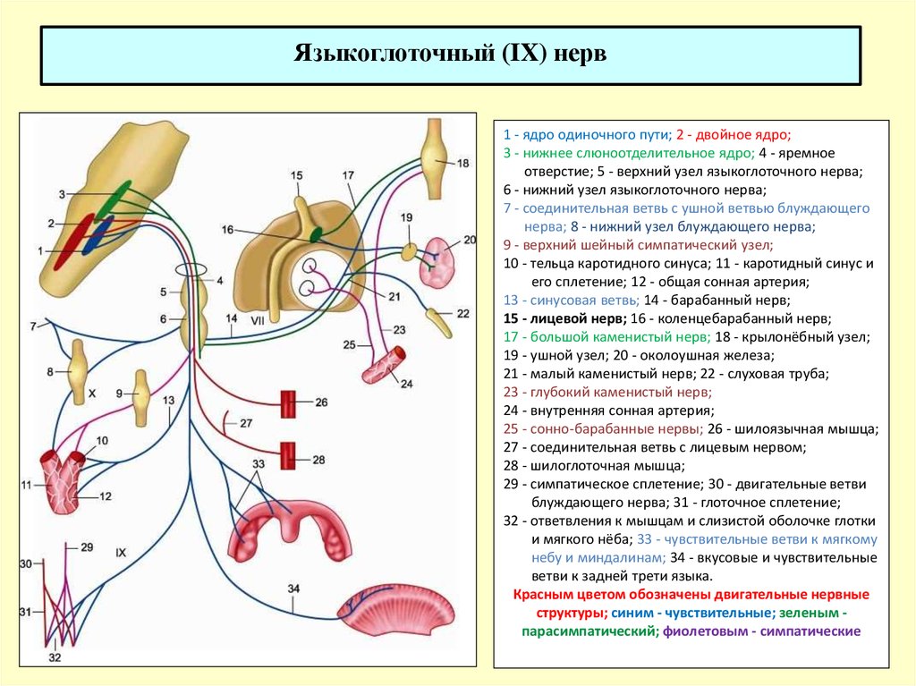 Языкоглоточный нерв схема