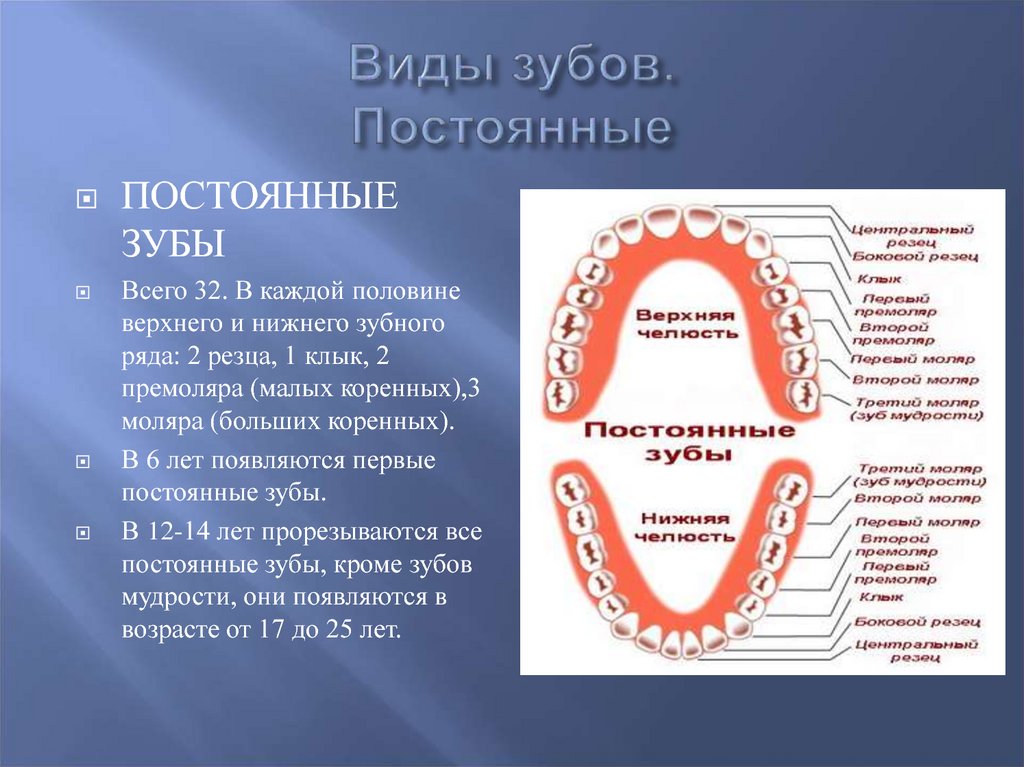 Почему нельзя считать зубы. Постоянные зубы. Молочные и постоянные зубы.