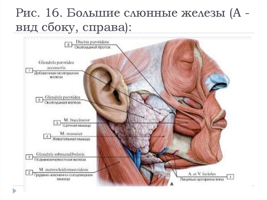 Иннервация слюнных. Проток околоушной железы анатомия. Околоушная слюнная железа анатомия топография.