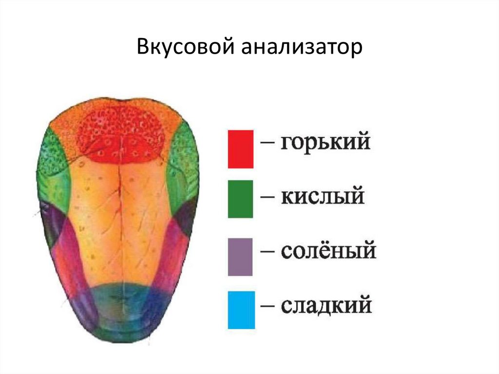 Язык вкусовые зоны рисунок