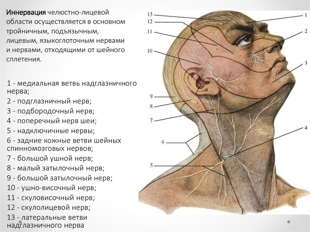 Нервы лицевой области. Иннервация головы и шеи анатомия. Иннервация кожи шеи анатомия. Иннервация кожи головы анатомия. Иннервация головы топографическая анатомия.