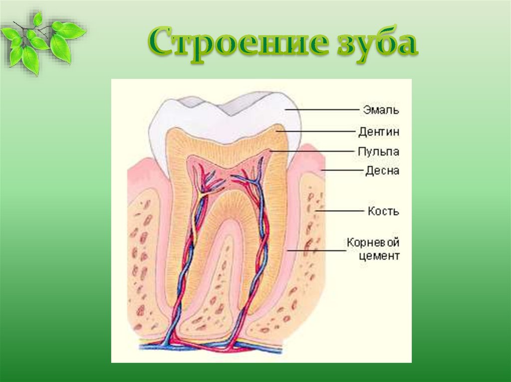 Части зуба человека схема