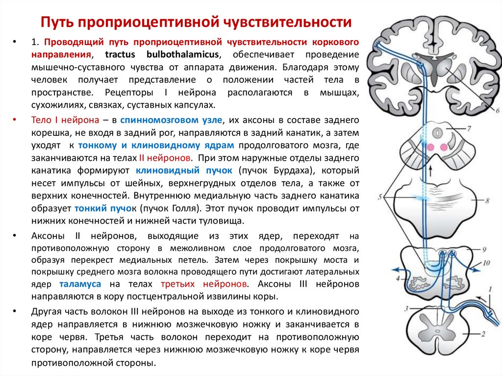 Проводящий отдел. Проприоцептивный путь коркового направления схема. Спиноталамический путь схема неврология. Путь проприоцептивной чувствительности коркового направления. Проводящие пути проприоцептивной чувствительности схема.