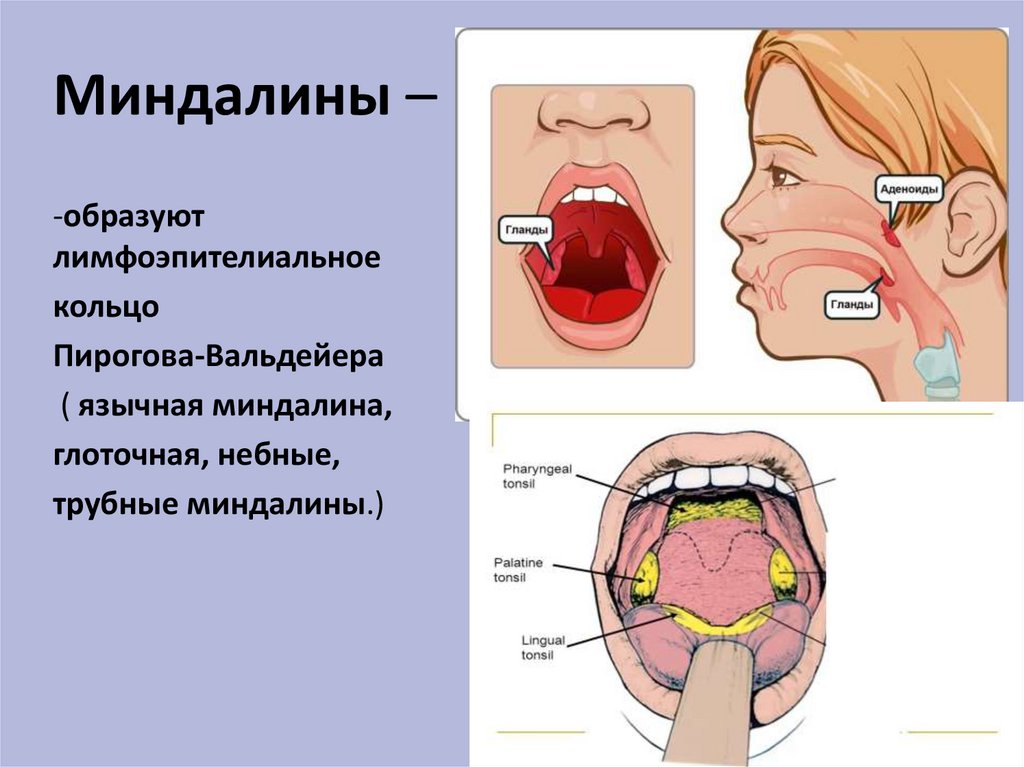 Кольцо образовано