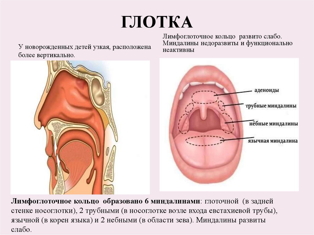 Стенки носоглотки