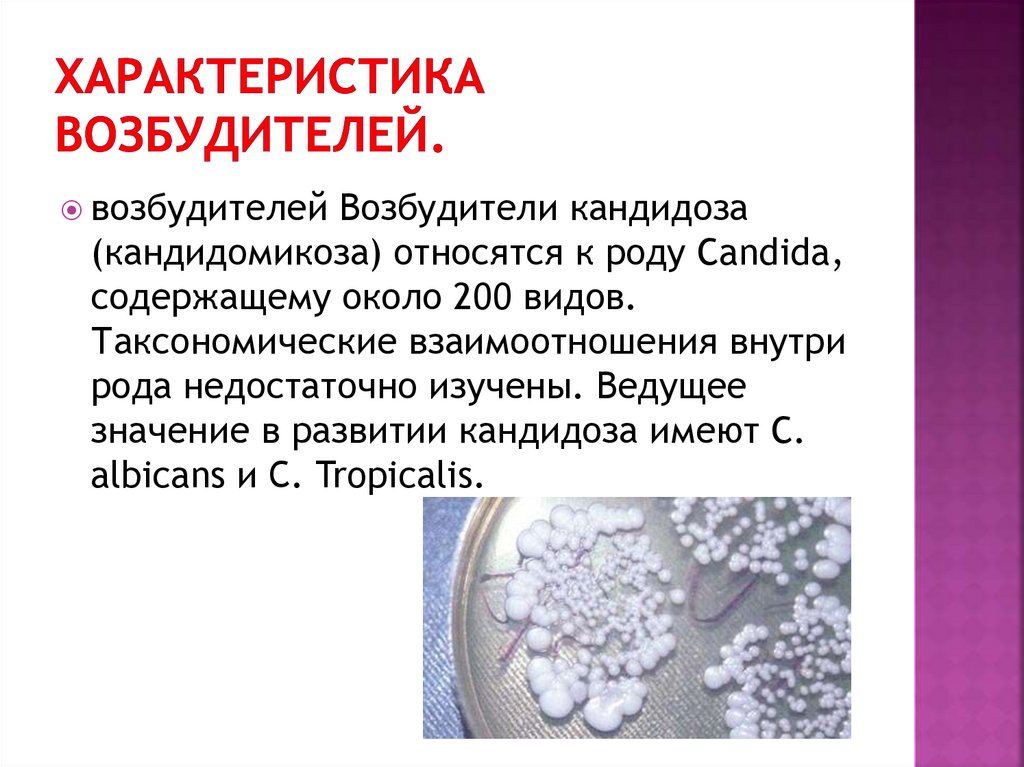Candida albicans лечение. Candida albicans возбудитель. Грибы рода Candida. Дрожжеподобные грибы рода кандида.
