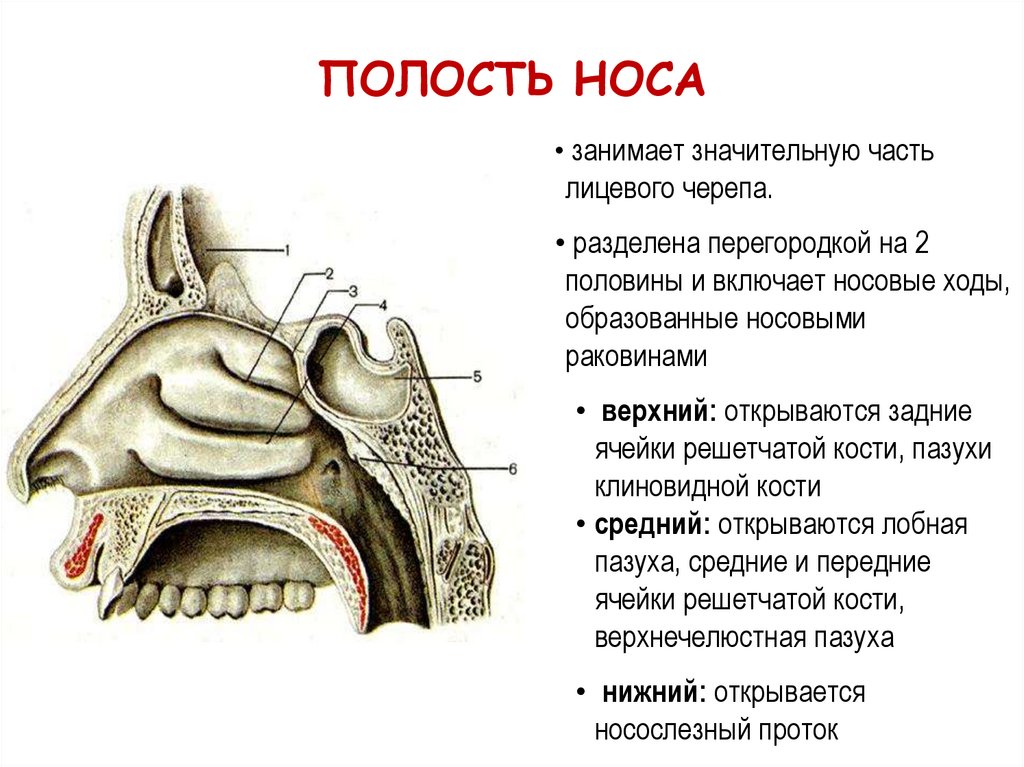 Верхняя 6 букв. Строение носовой полости спереди. Полость носа анатомия строение кости. Латеральная стенка полости носа медунивер. Череп анатомия полость носа ходы.