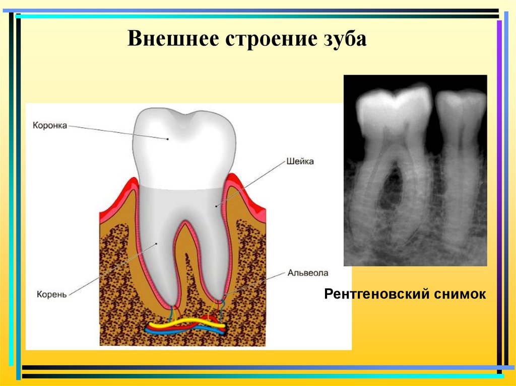 Строение зуба для детей