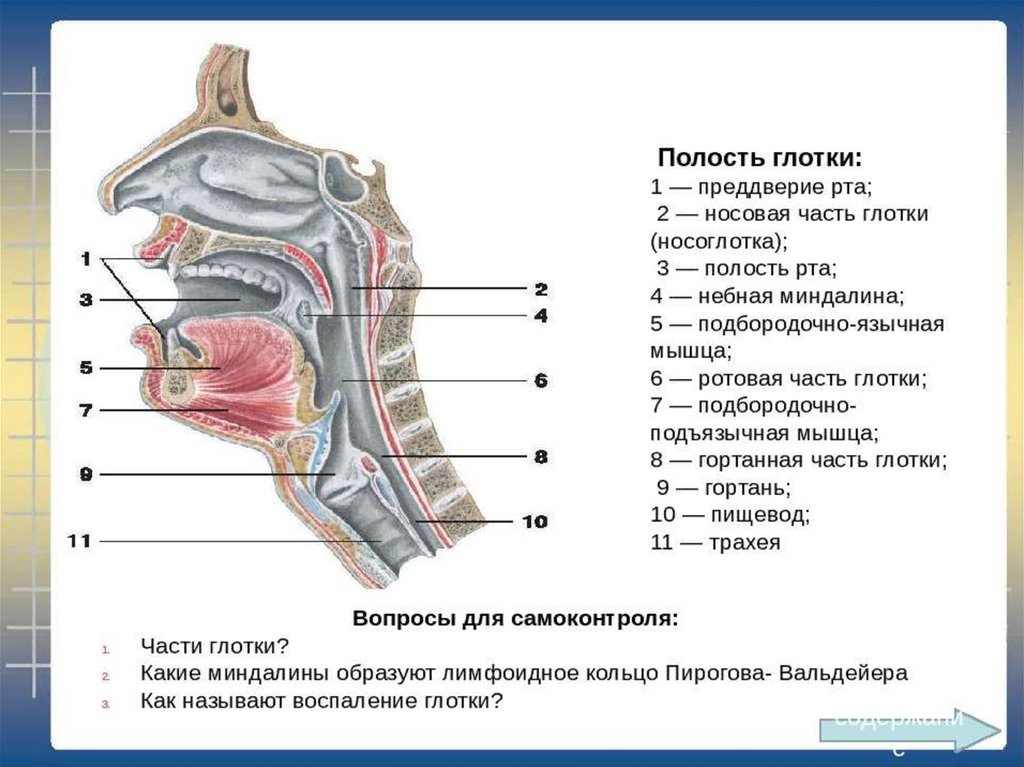 Глотка т. Ротовая полость анатомия вид сбоку. Строение глотки сбоку. Строение полости рта вид сбоку.