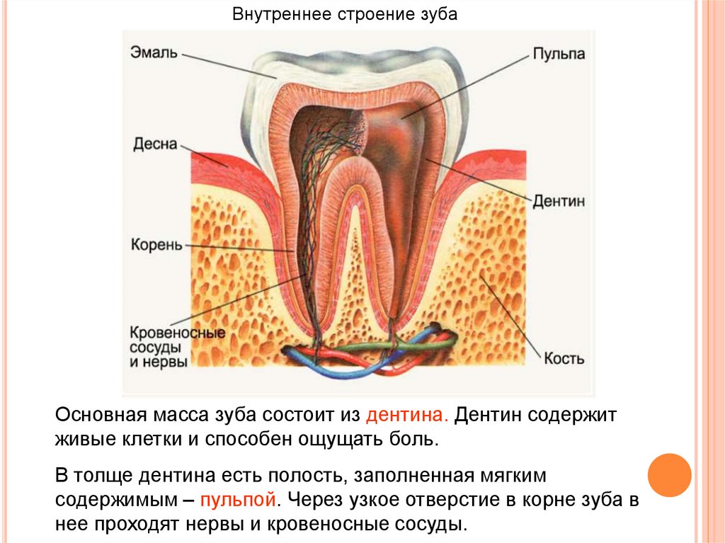 Анатомическое строение зуба рисунок