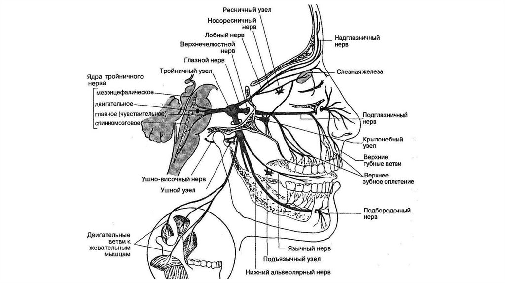 Тройничный нерв схема