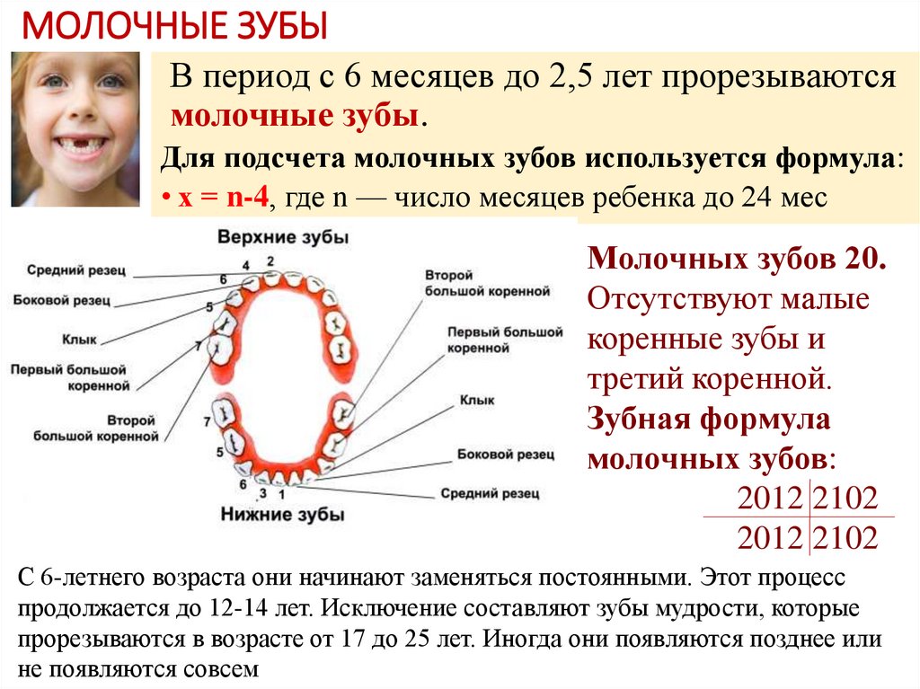 Когда меняются молочные