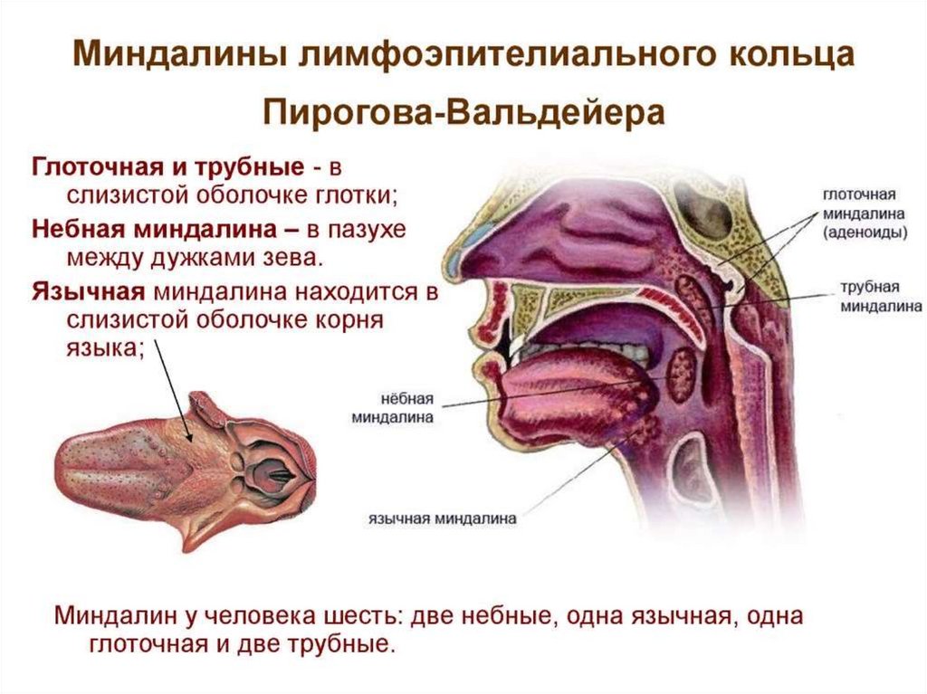 Миндалины схема расположение