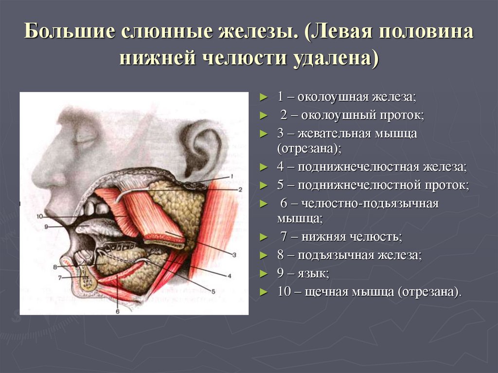 Где находятся слюнные железы у человека схема расположения у женщин фото и название