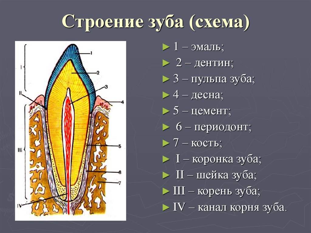 Части зуба человека схема