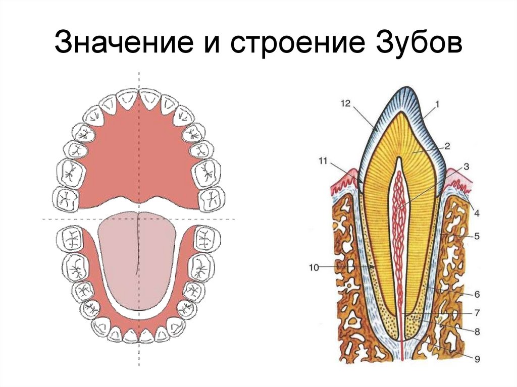Тип строения зуба. Схема зуба биология 8 класс. Строение зуба человека схема анатомия. Строение зубов биология 8 класс. Строение зуба 8 класс.