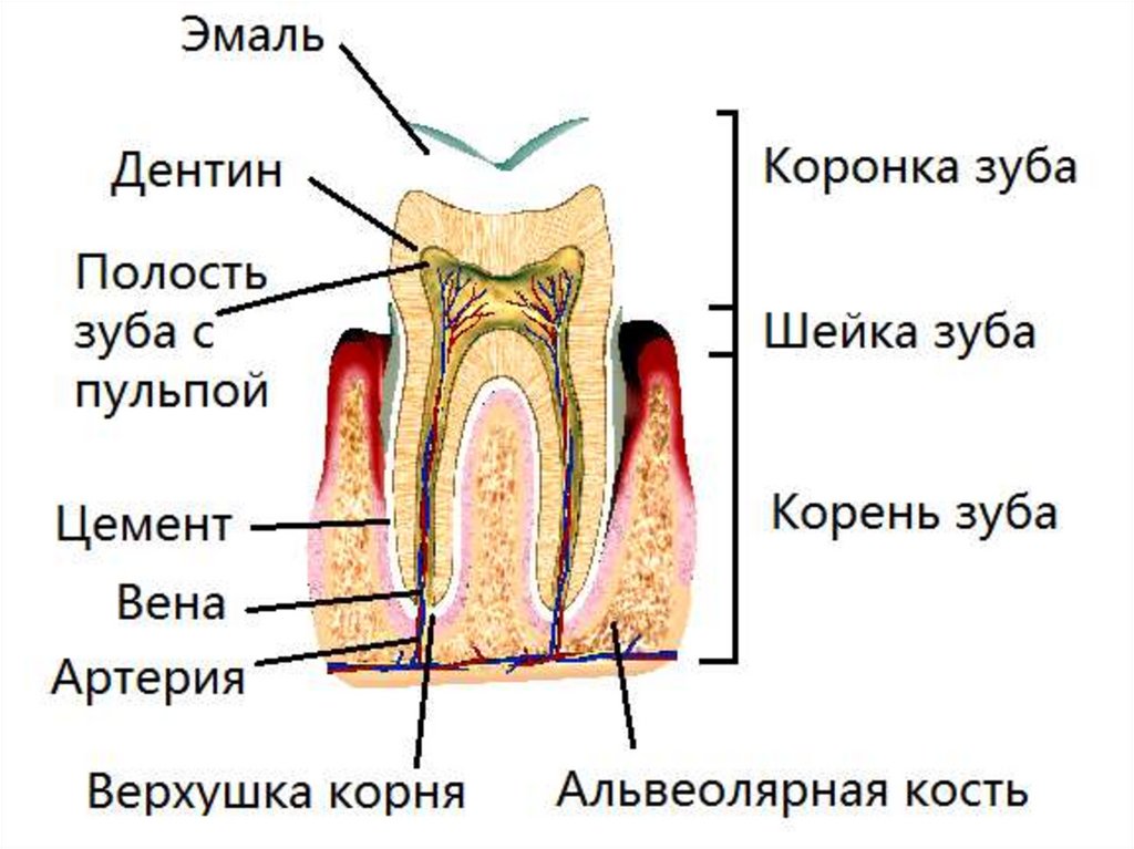 На рисунке изображен фрагмент челюсти с внутренним строением зуба какой буквой