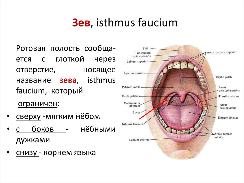Рот строение и функции. Анатомические структуры зева.